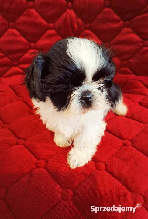 Szczeniaczki Shih tzu Psy Łaziska