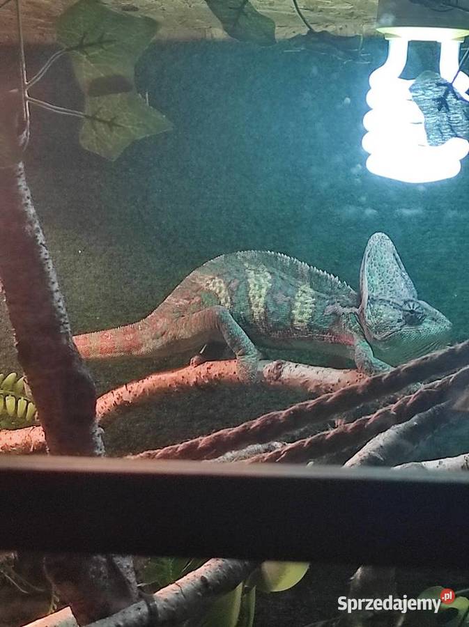 Kameleon jemeński samiec z terrarium Lublin