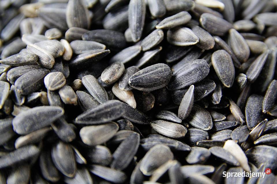 Słonecznik czarny ptaków na zimę 5 karma ptaków Cieśle