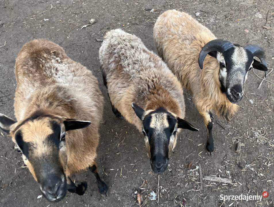 Owce kameruńskie owca kameruńska baran Owce łódzkie Poddębice