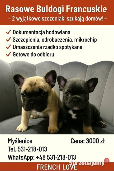 Rasowe buldogi francuskie zdrowe szczenięta z małopolskie Myślenice