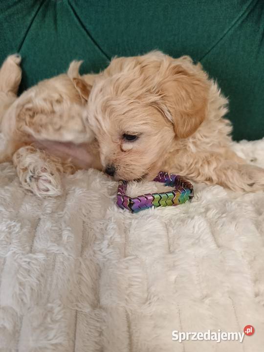 Suczka maltipoo Opole Lubelskie