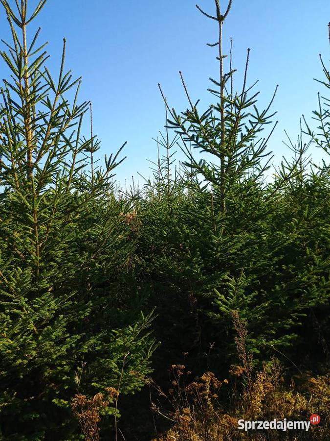 Sprzedaż hurtowa choinek Świerk Staszów sprzedam