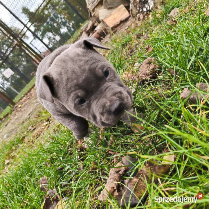 American Pitbull Terrier Żupawa