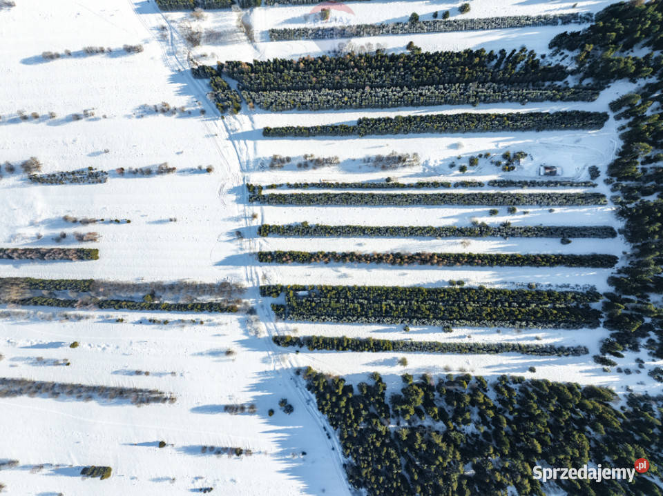 Pakiet działek w Frydmanie 15m Frydman