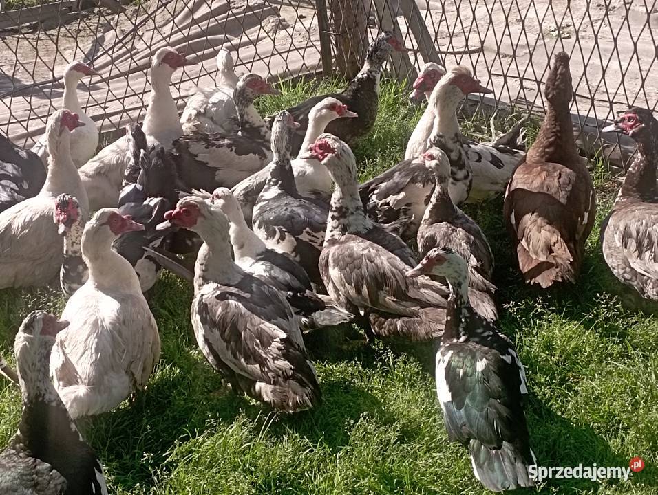 Sprzedaż LIKWIDACJA KACZORÓWKACZEK Piżmowych Golasowice