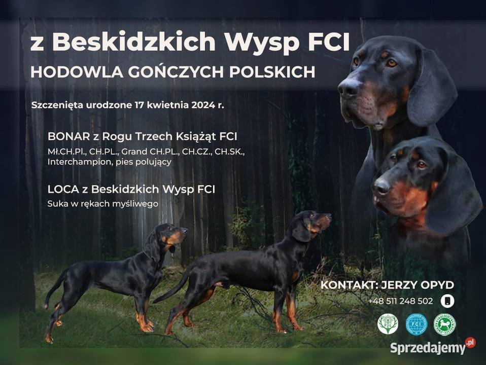 Szczenięta gończy polski zkwp FCI