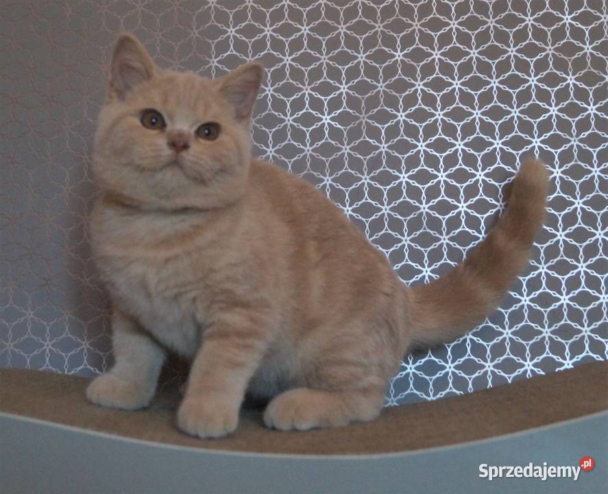 Kocurek Kremowy Brytyjska Rodowód PZFWCF sprzedam