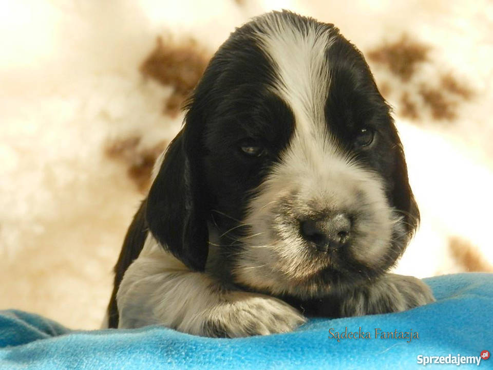 Cocker Spaniel Angielski Szczenięta z rodowodem Nowy Sącz