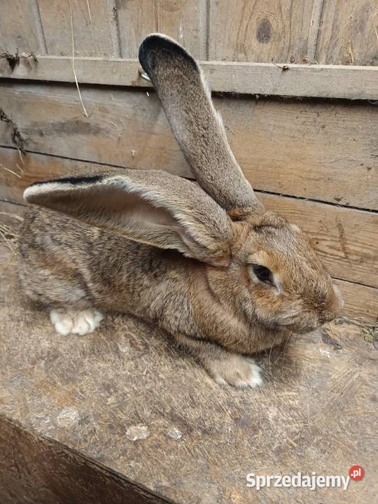 Sprzedam króliki Janowice