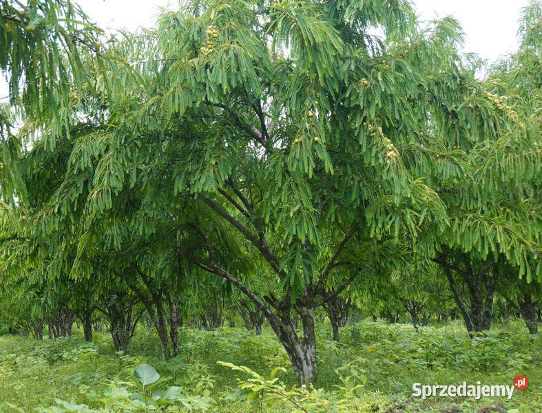 LIŚCIOKWIAT GARBNIKOWY  Phyllanthus emblica Lubanie
