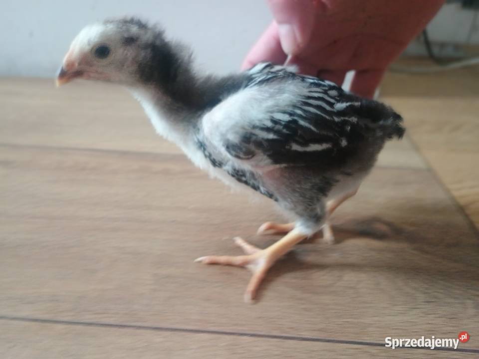 Sprzedam kogutka Wyandotte mazowieckie