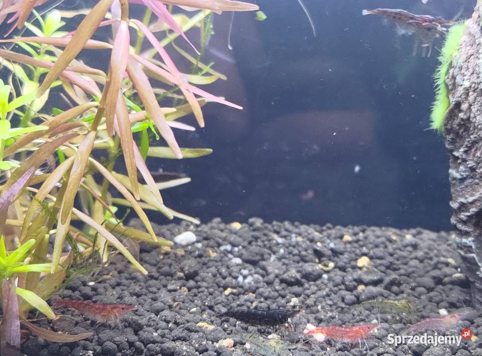 Neocaridina Krewetki Kundelki