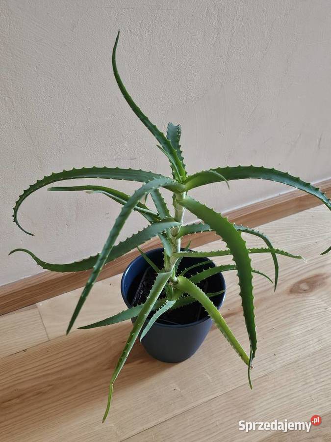 Aloes Roślina doniczkowa roślina domowa małopolskie Oświęcim