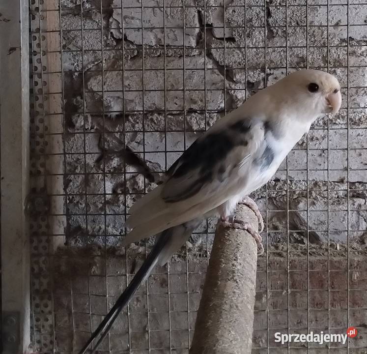 Księżniczki Wali Wodzisław Śląski