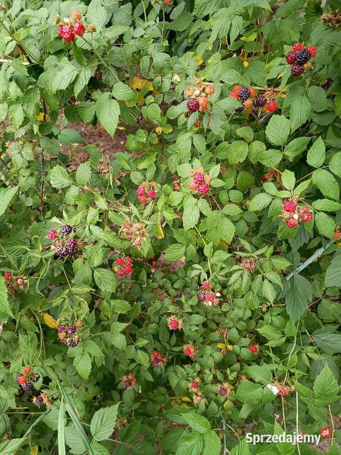 Czarna malina Szadek sprzedam