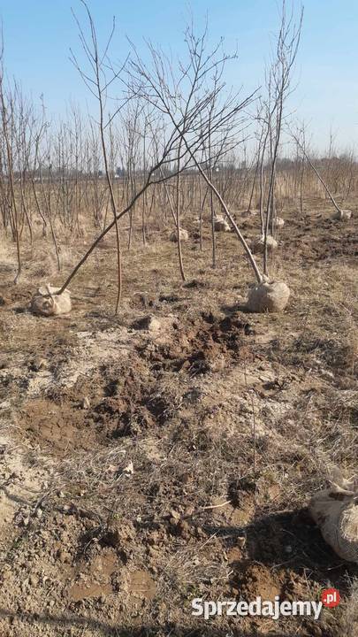Jarząb pospolity Sorbus aucuparia 1016 Nałęczów