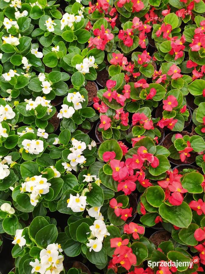 Pelargonie begonie surfinie i inne lubelskie