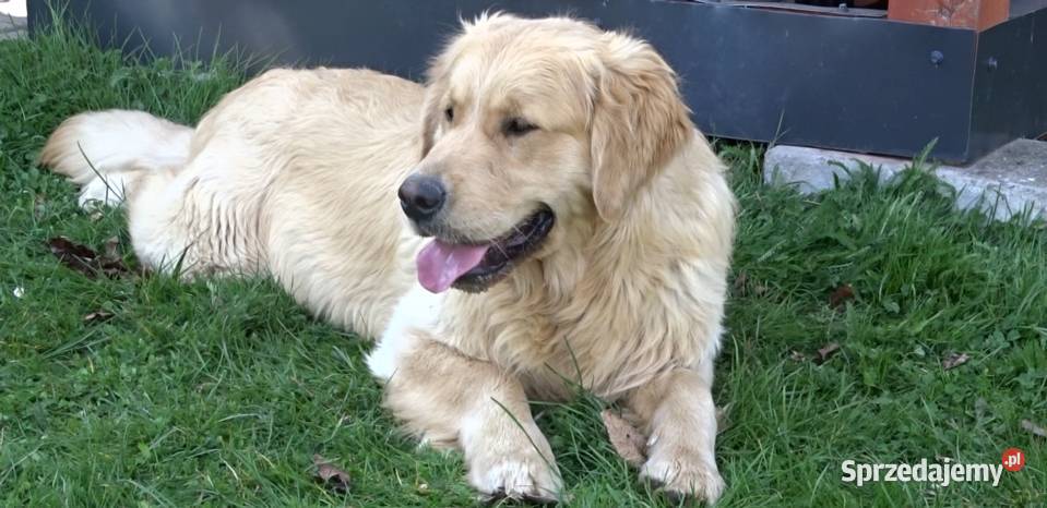 Golden retriever 12 miesięczny Golden Retriever Przysucha sprzedam