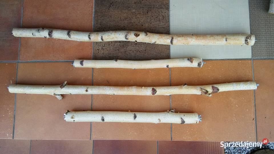 Żerdzie brzozowe z mocowaniami papug śląskie Ruda Śląska