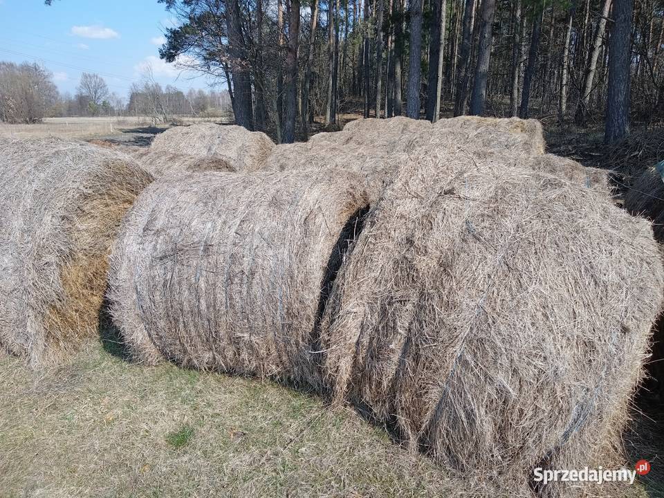 Bele siana siano 2025