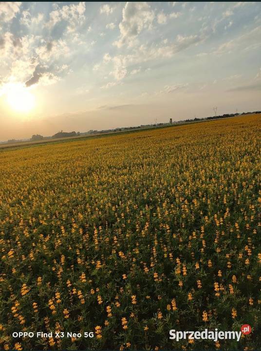 Łubin żółty mister Żeronice