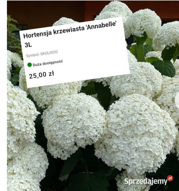 Jesienne promocje na roślinki Hortensje trawy sprzedam