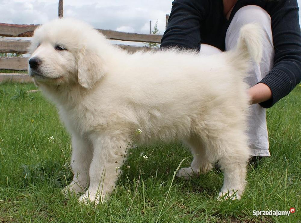 Pirenejski Pies Górski zagraniczne krycie Jaroszewy