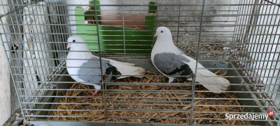 Orliki lubelskie siwe boki Tokarówka