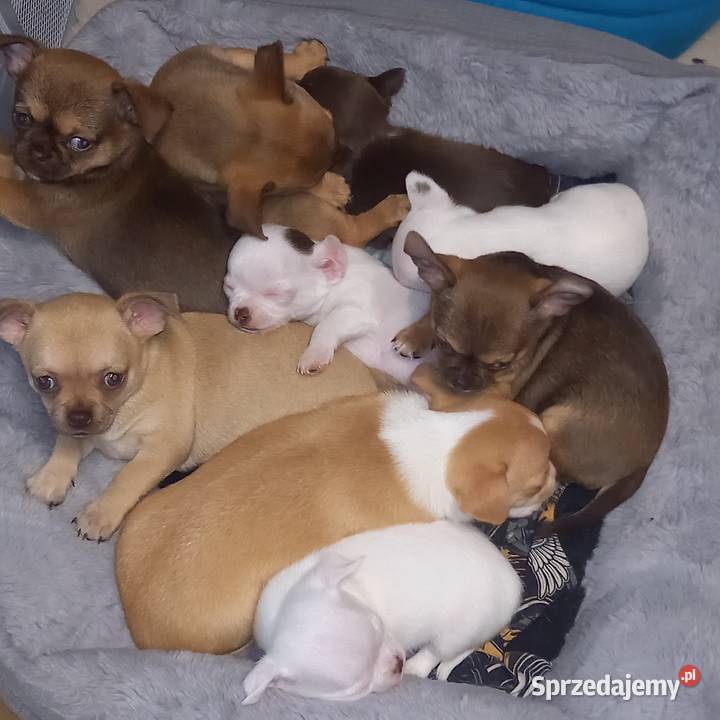 Szczeniaki Chihuahua Garwolin
