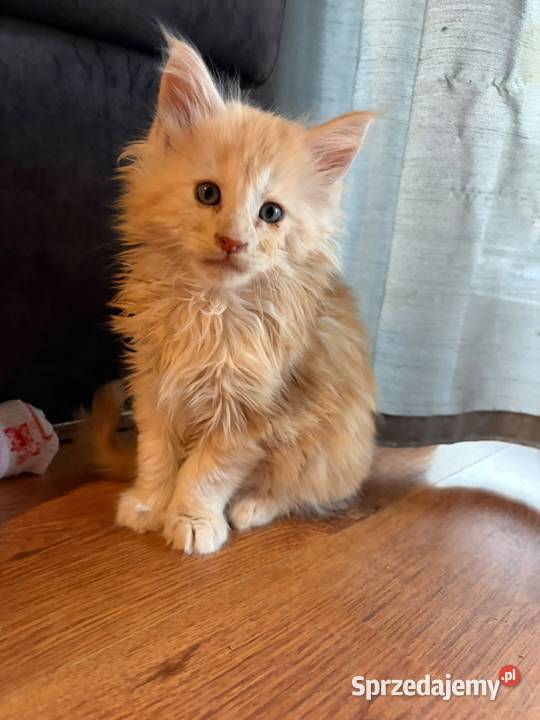 Sprzedam 2 kocurki rasy maine coon Smyczyna