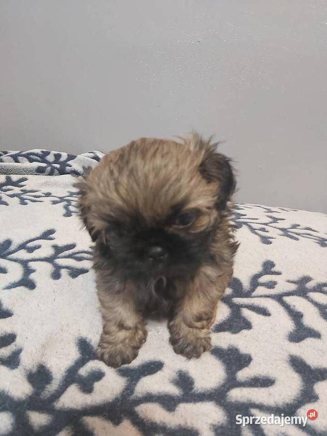 Sprzedam Shih Tzu Shih Tzu Warszawa