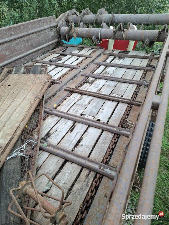 Rozrzutnik Ruski Nowa Słupia