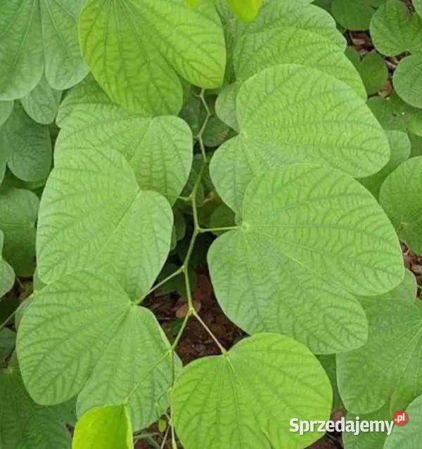 BAUHINIA PURPUROWA Bauhinia Purpurea NASIONA 300 Rośliny Lubanie
