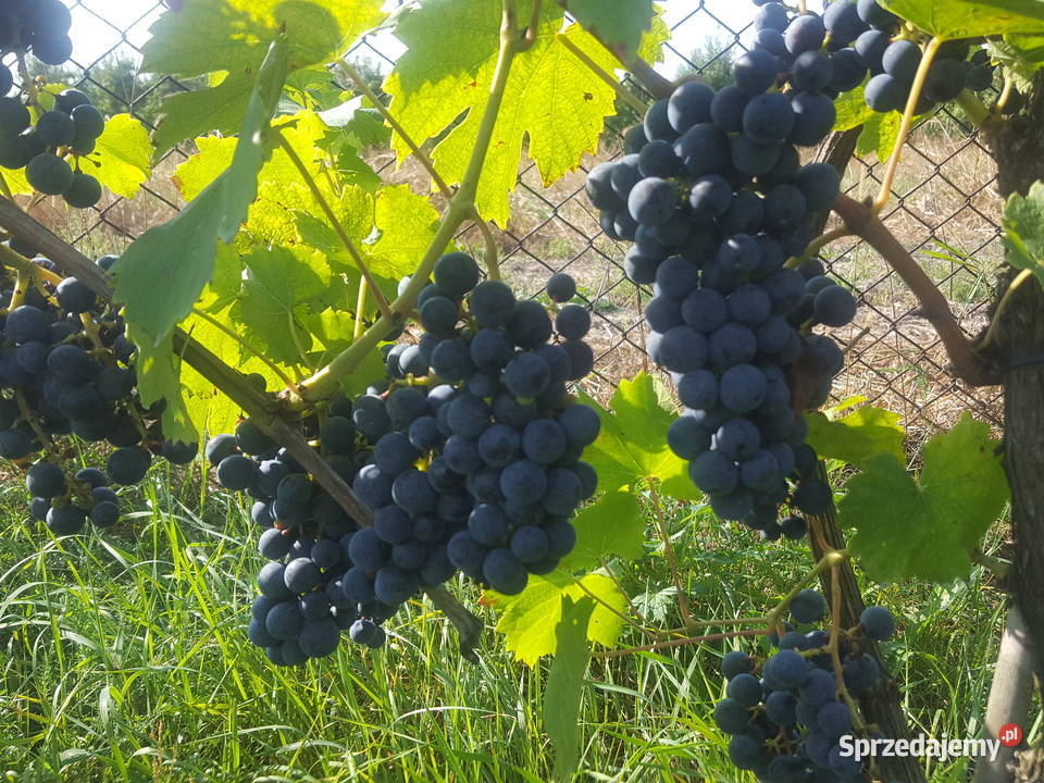 Sadzonki winorosli przerobowej Regent Dornfelder mazowieckie Magierowa Wola