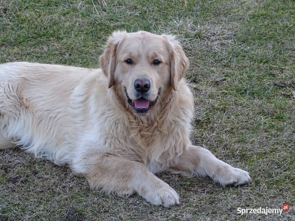 Golden retriever 10 miesięczny Przysucha sprzedam