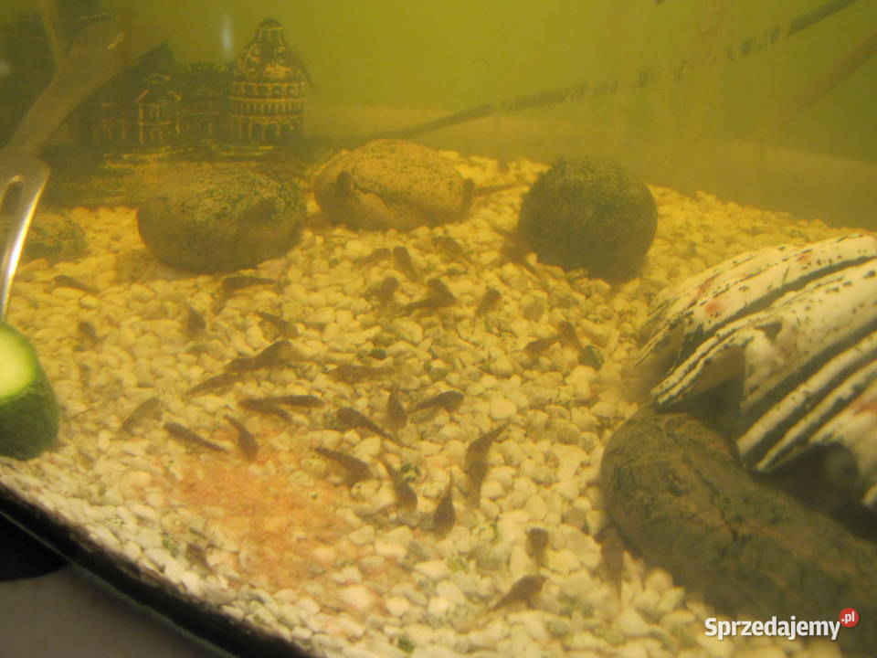 Młode glonojady kujawsko-pomorskie