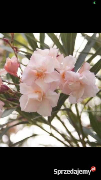 Oleander kremowy Skawina