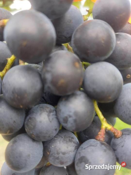 Winogrono deserowe Muscat Bleu Sadzonki małopolskie Łazy Brzyńskie