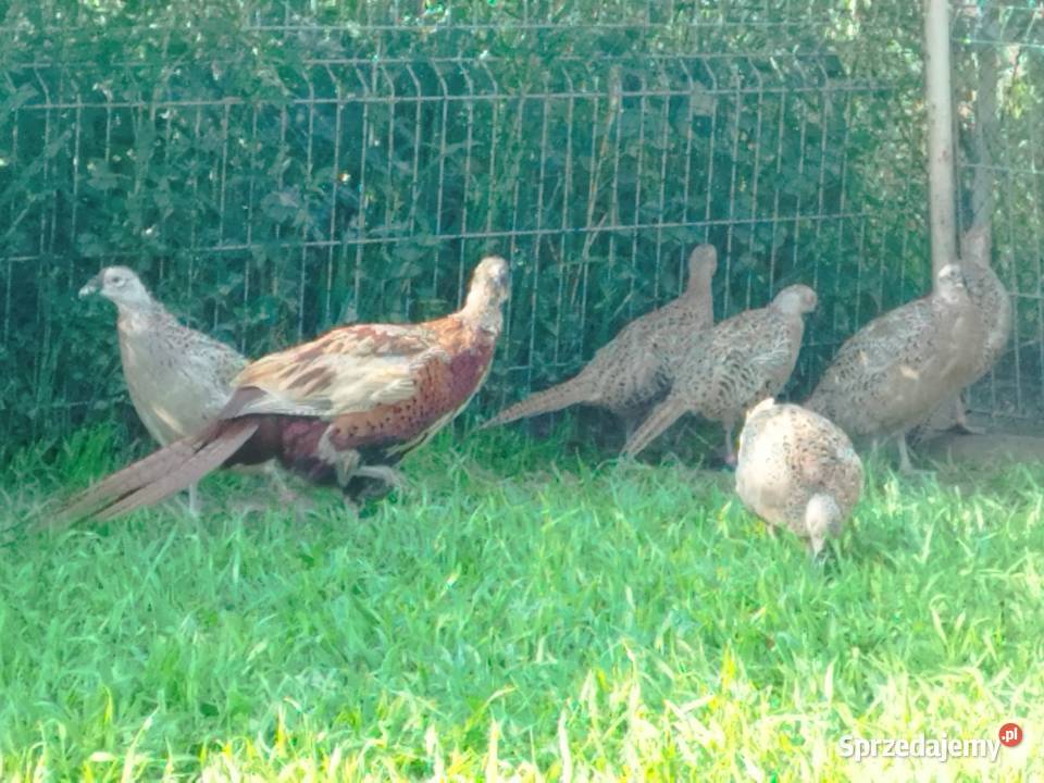 Sprzedam młode bażanty polne Kalisz