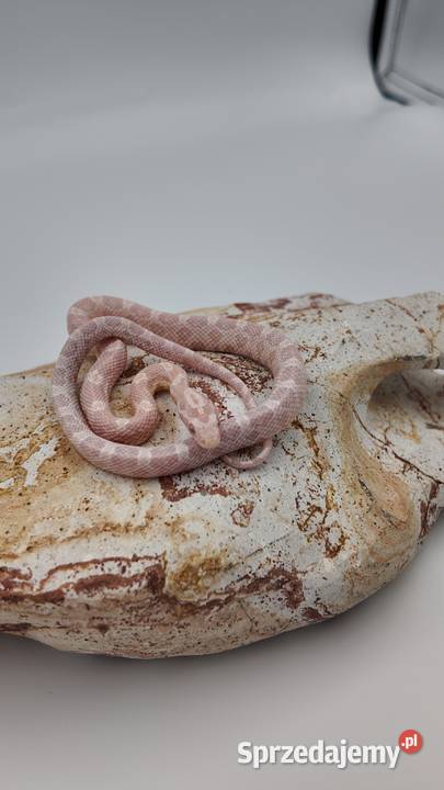 Samiec zbożówki snów het hypo Olsztyn sprzedam