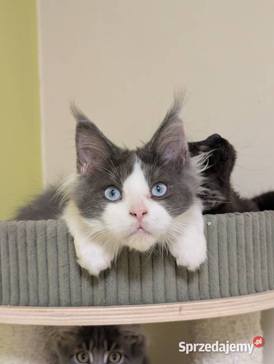Da Vinci kocurek Maine Coon Tica Zapraszamy Pszczyna sprzedam