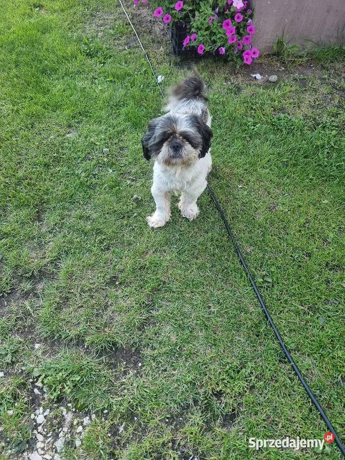 Shih tzu reproduktor