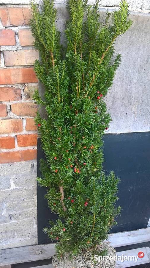 Cis Hicksii Szybkorosnący Wysoki Żywopłot Iglaste Mszczonów