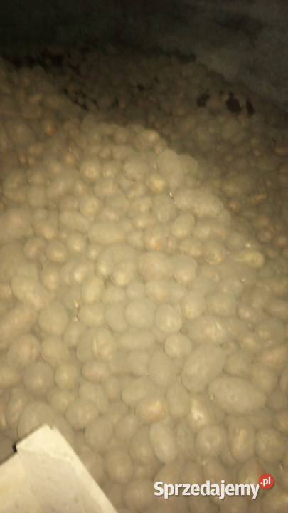 Sprzedam ziemniaki jadalne drobne Rośliny okopowe Jarosław sprzedam