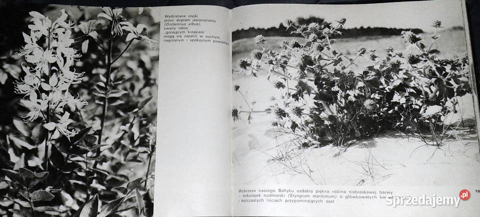 Rośliny chronione w Polsce Władysław Strojny Chełm