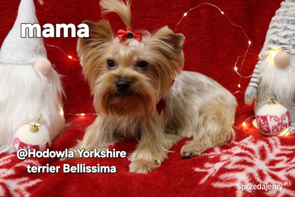 Yorki mini CHAMPIONIE Warszawa sprzedam