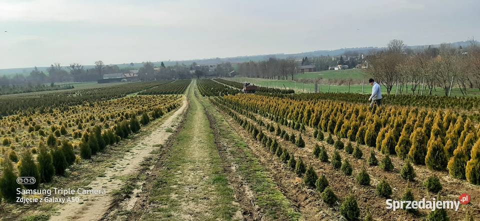 Tuja SZMARAGD 7080 8 lubelskie Bychawa