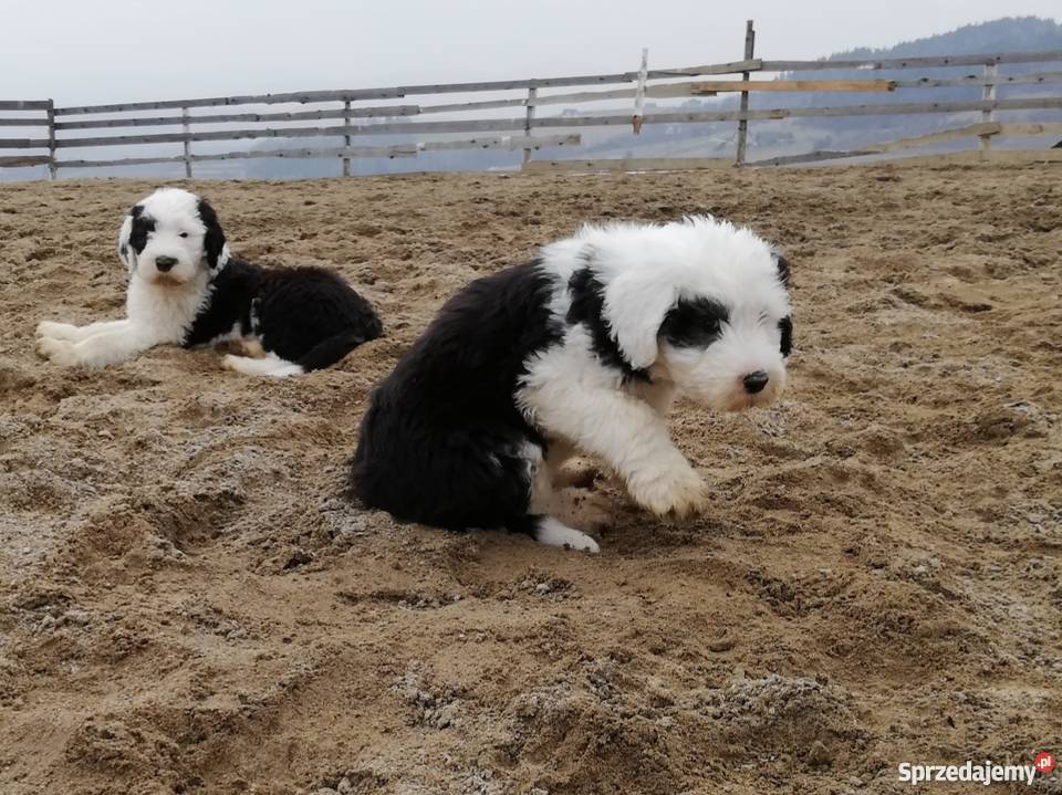 Bobtail Owczarek Staroangielski Łukowica