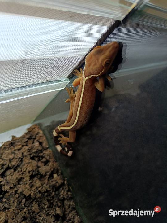 Gekon paskowany Gekko vittatus małopolskie sprzedam